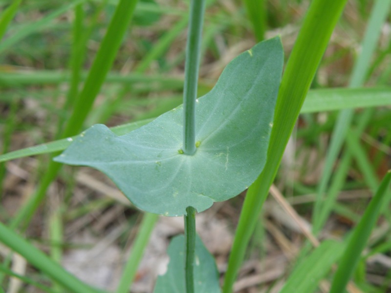 Blackstonia perfoliata