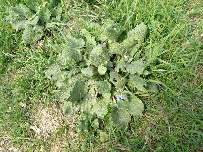 Borago officinalis / Borragine comune