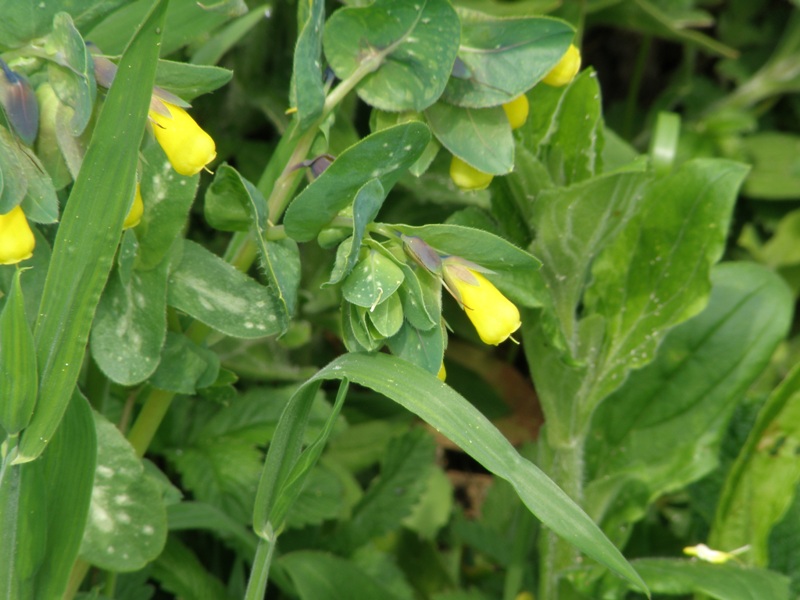 Cerinthe major