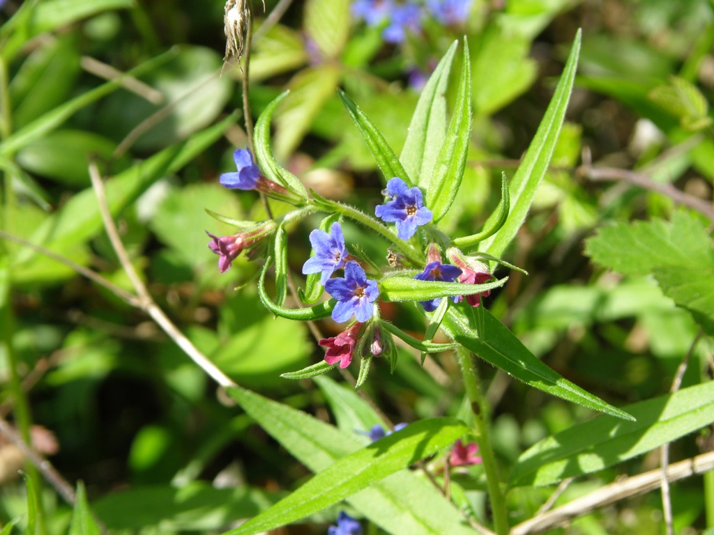 Buglossoides purpurocaerulea