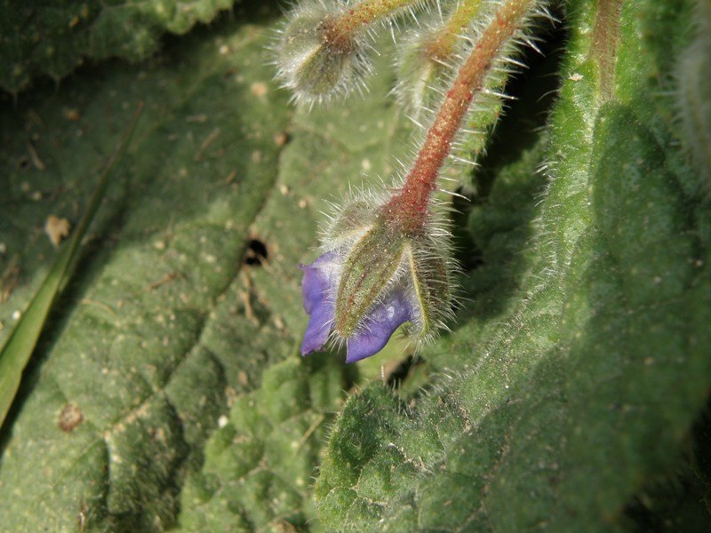 Borago officinalis / Borragine comune