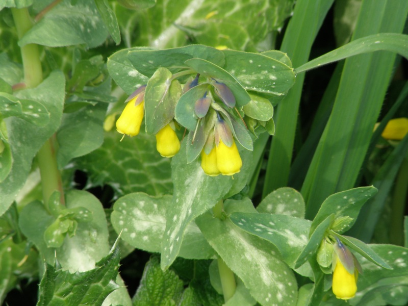 Cerinthe major