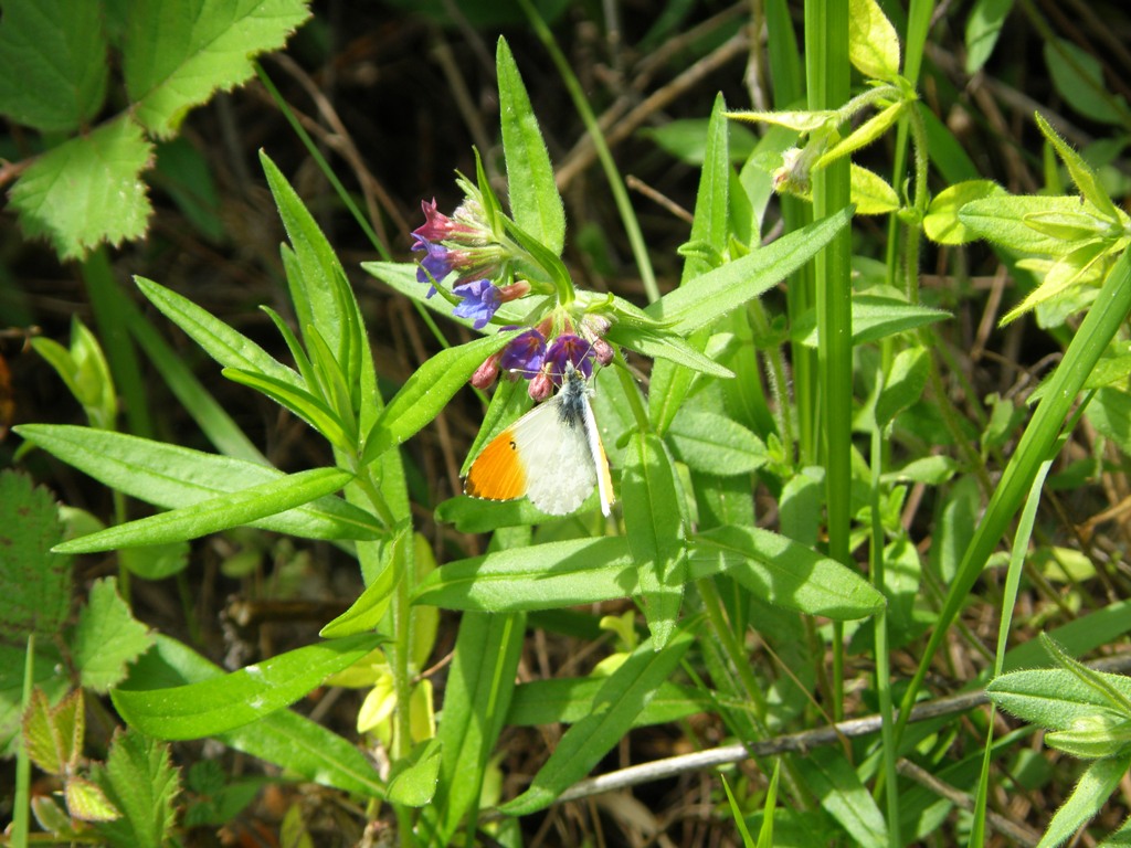 Buglossoides purpurocaerulea