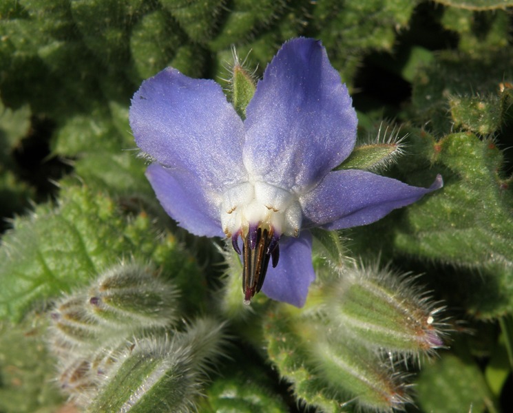 Borago officinalis / Borragine comune