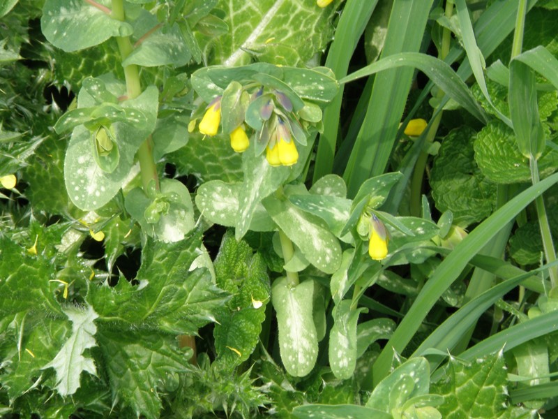 Cerinthe major