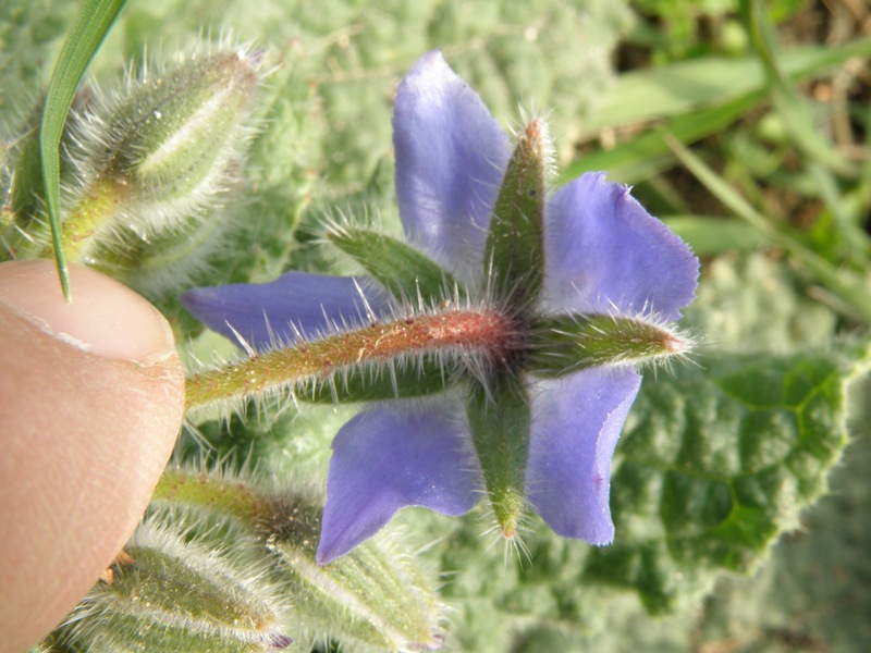 Borago officinalis / Borragine comune