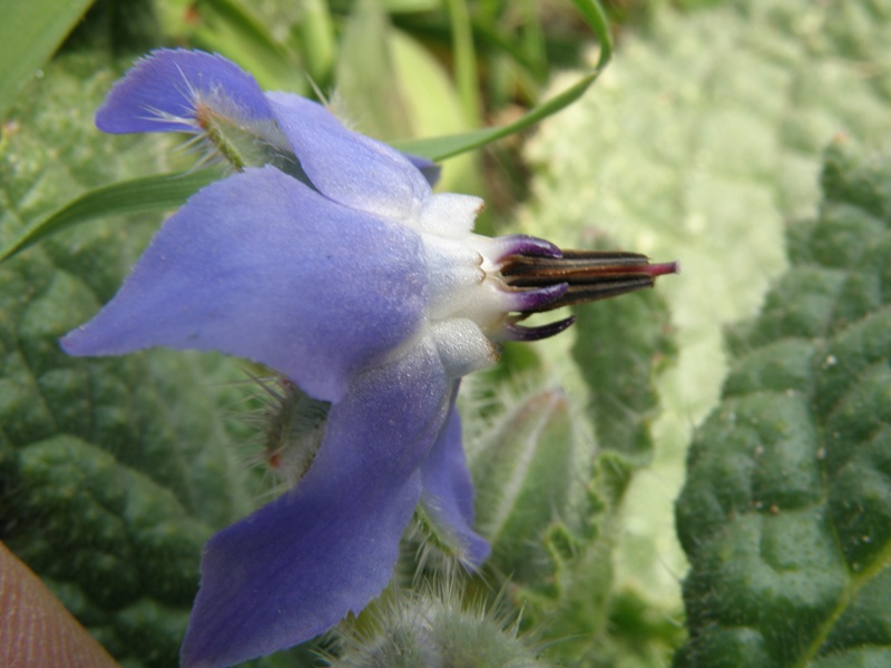 Borago officinalis / Borragine comune