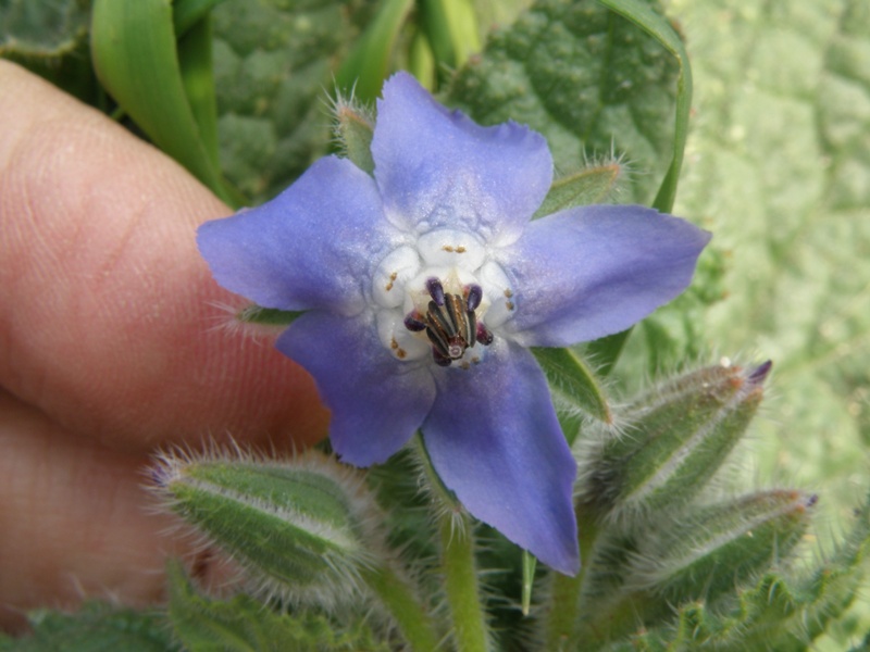 Borago officinalis / Borragine comune