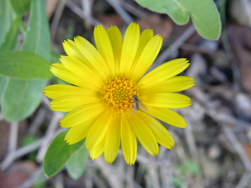 Composita - Calendula arvensis