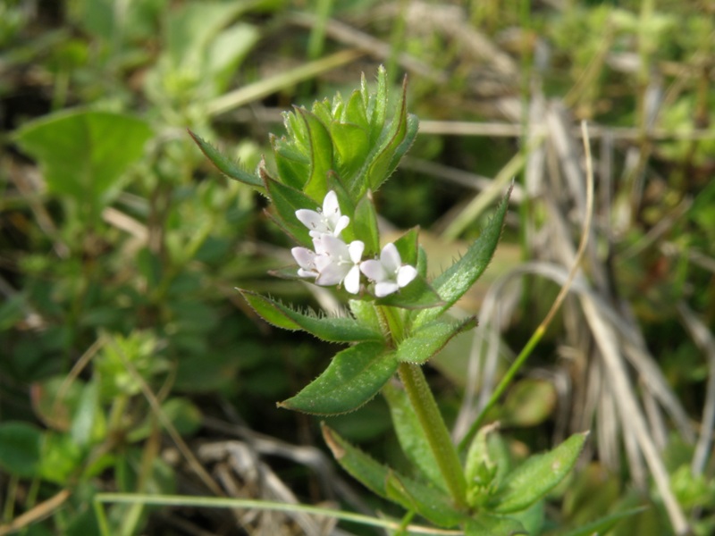 Sherardia arvensis