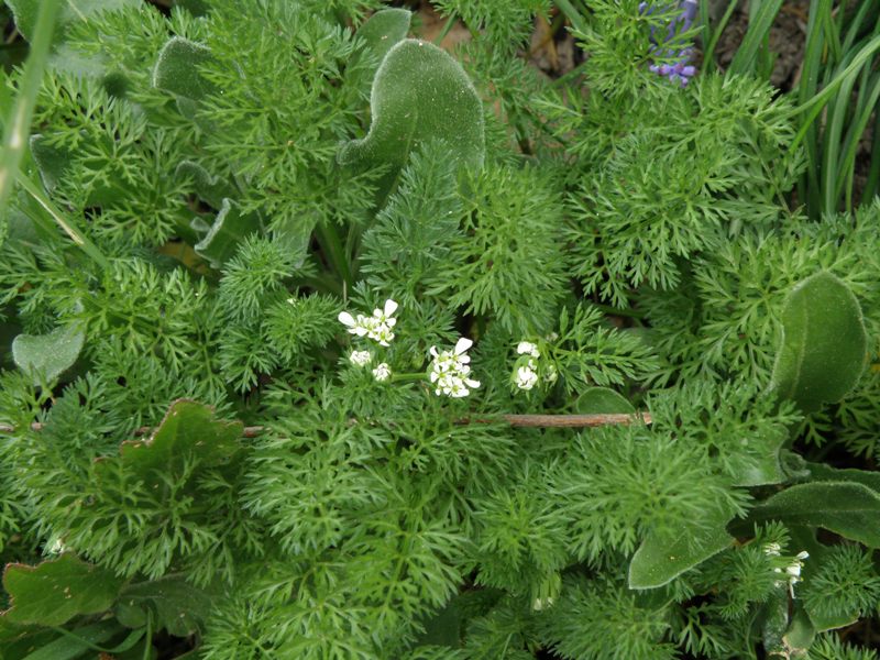 Scandix pecten-veneris