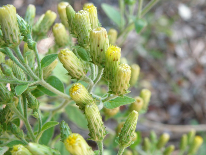 Inula conyzae