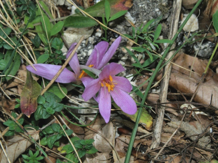 Monte San Vicino -  Colchicum lusitanum