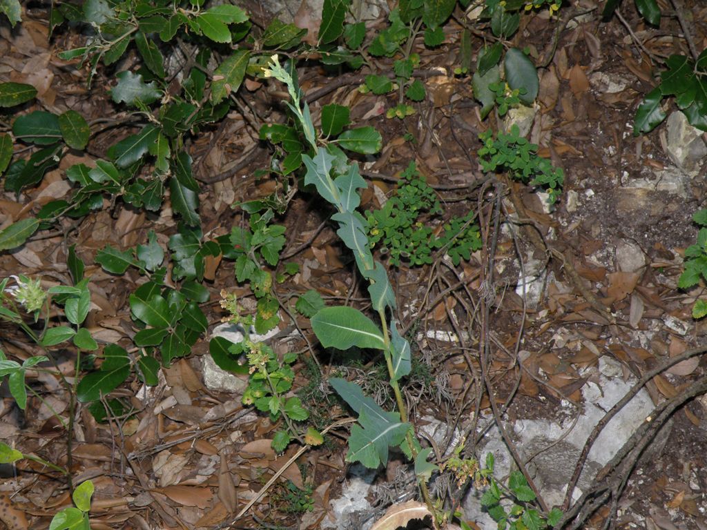 Lactuca sativa subsp. serriola