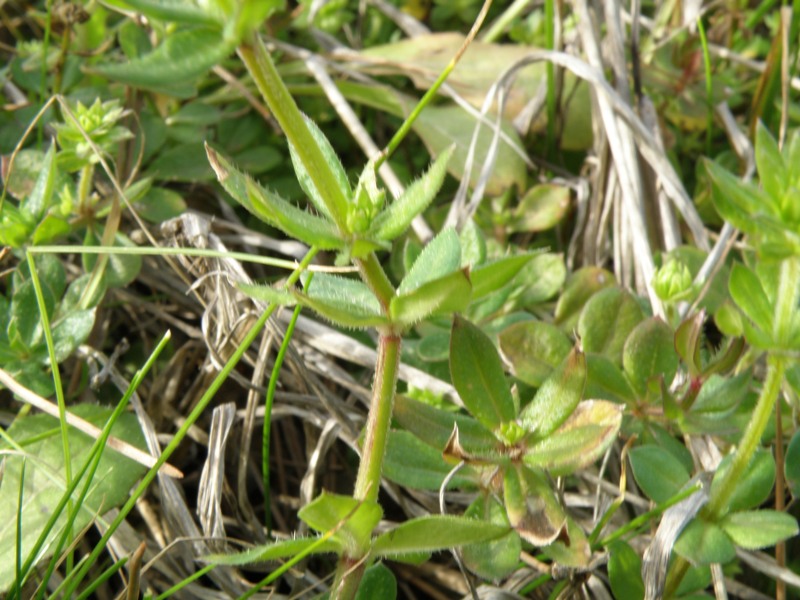 Sherardia arvensis