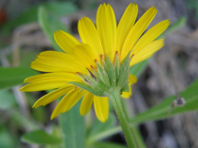 Composita - Calendula arvensis