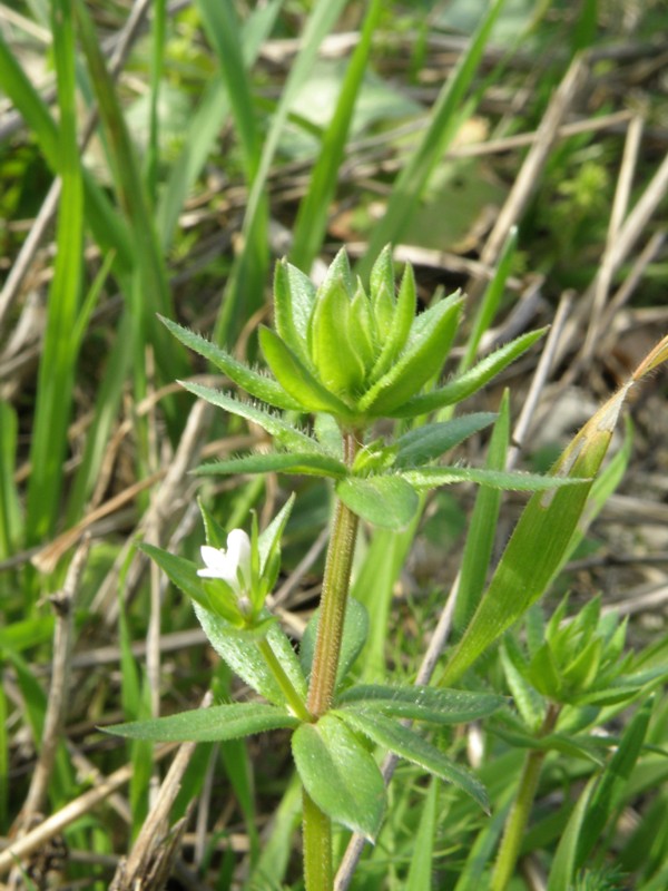 Sherardia arvensis