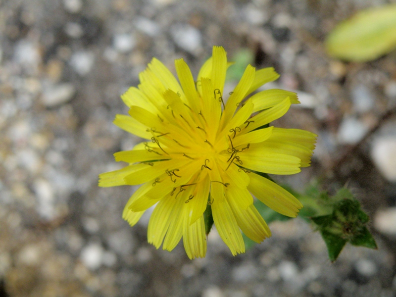 Helminthotheca echioides / Aspraggine volgare