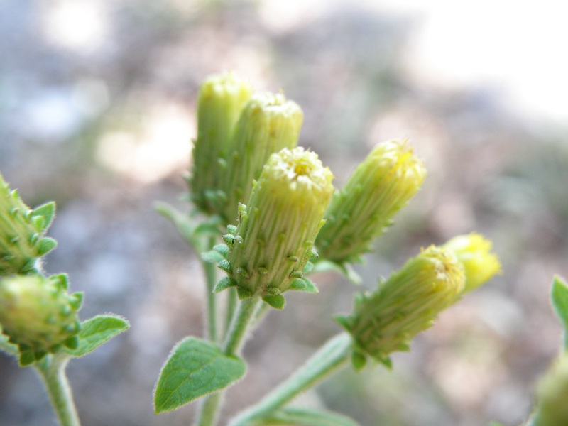 Inula conyzae