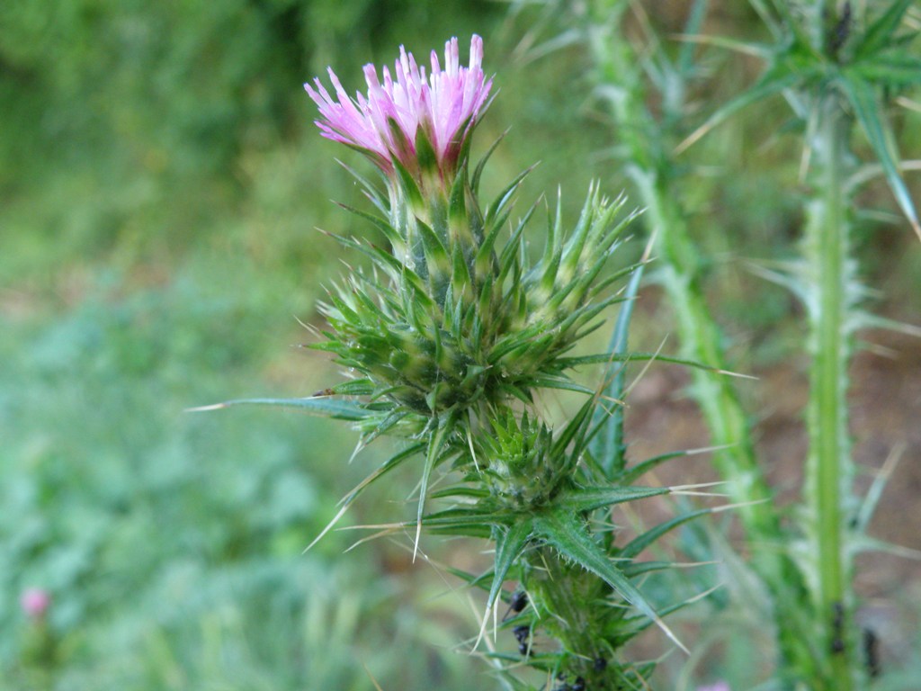 Carduus pycnocephalus / Cardo saettone