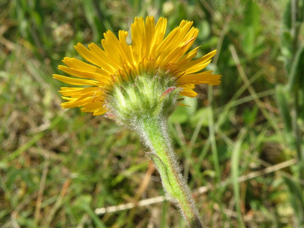 Pulicaria odora / Incensaria odorosa