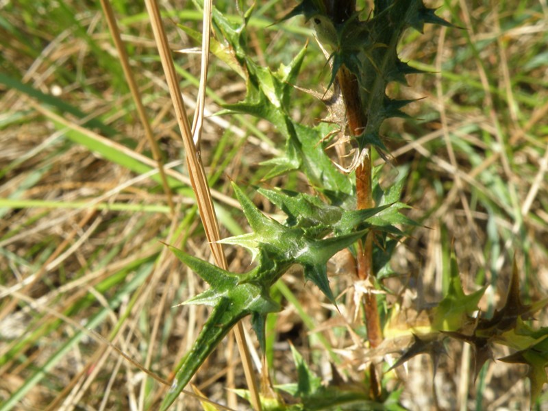 Carlina corymbosa / Carlina raggio d''oro