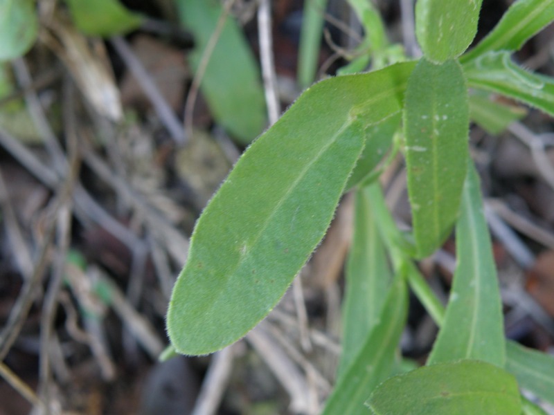 Composita - Calendula arvensis