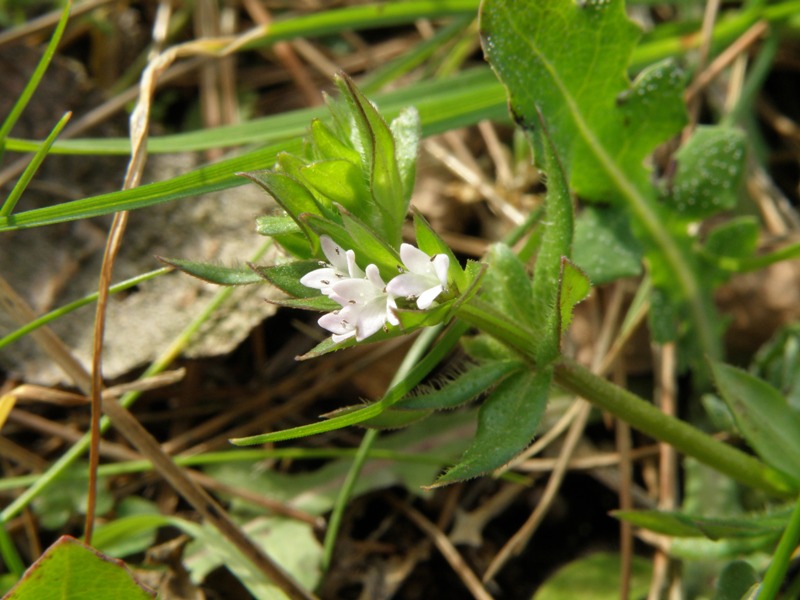 Sherardia arvensis