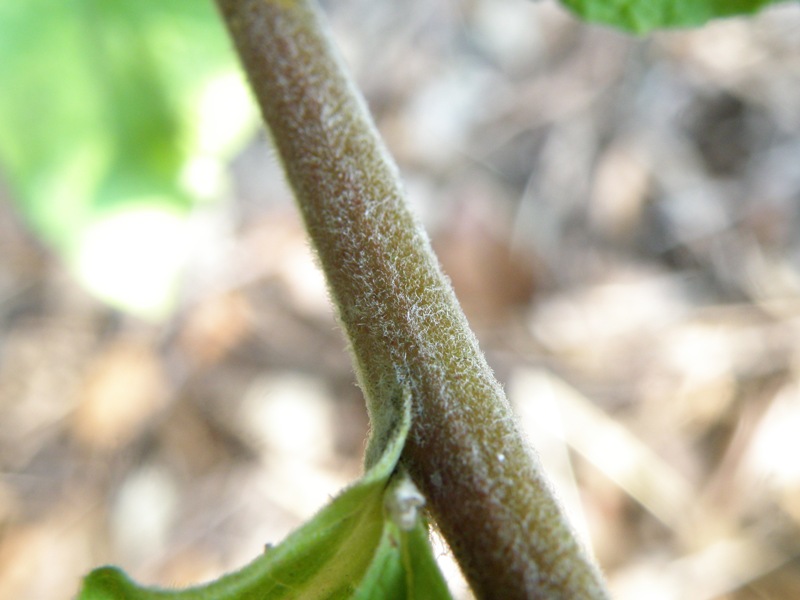 Inula conyzae