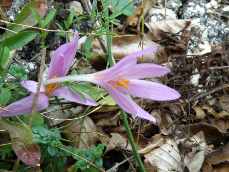 Monte San Vicino -  Colchicum lusitanum