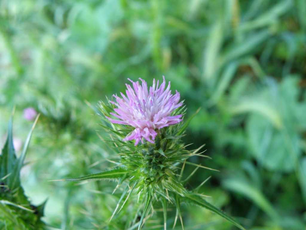 Carduus pycnocephalus / Cardo saettone