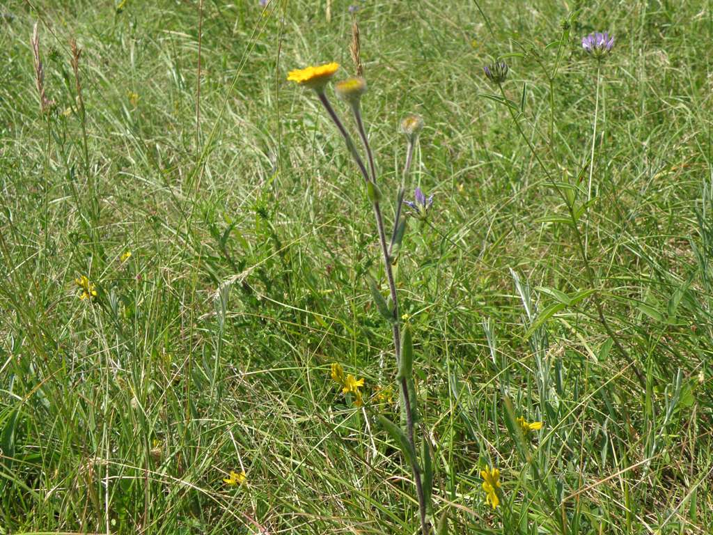 Pulicaria odora / Incensaria odorosa