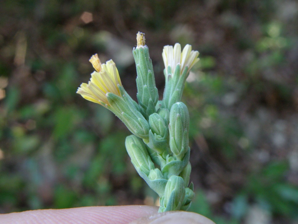 Lactuca sativa subsp. serriola