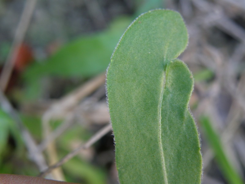 Composita - Calendula arvensis