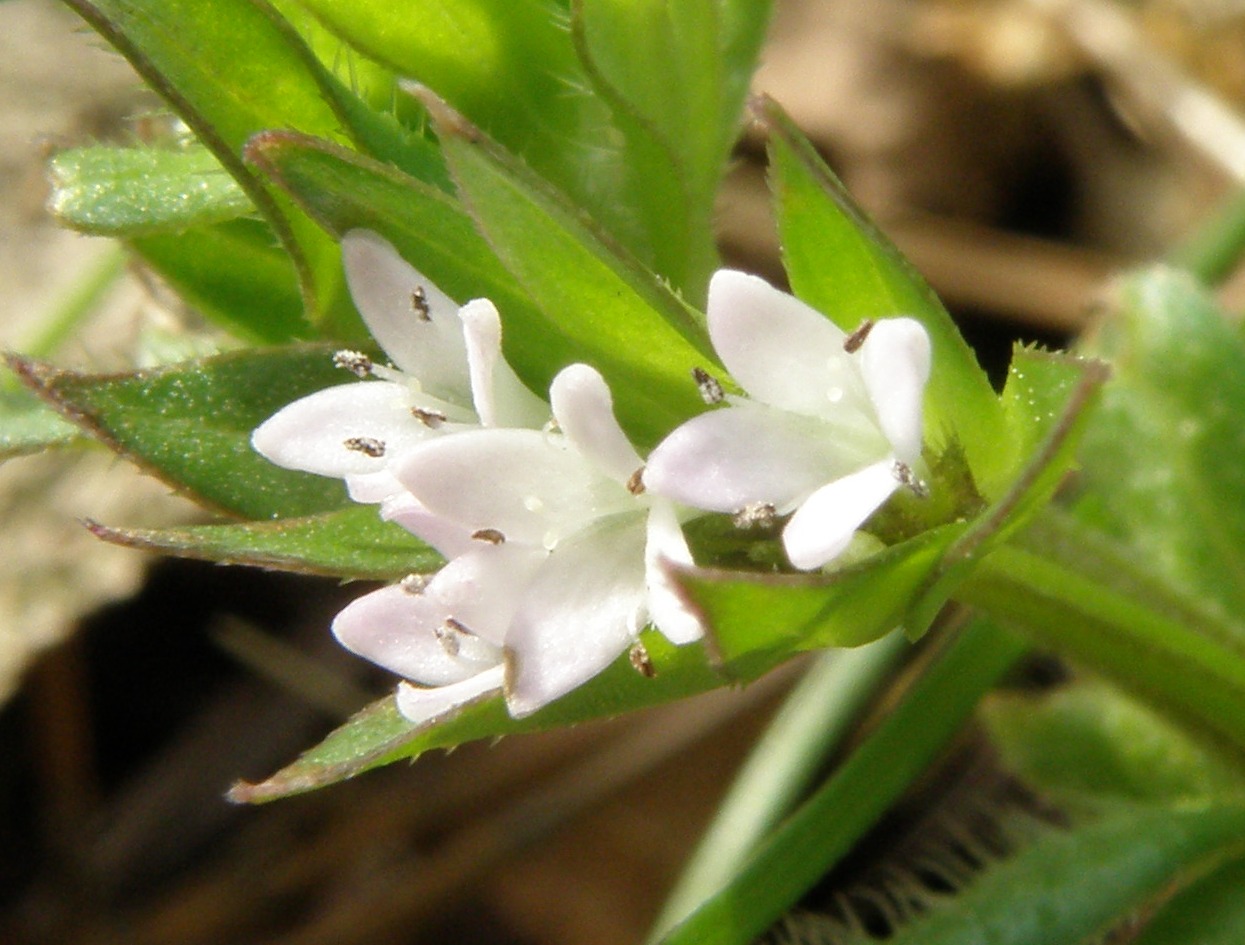 Sherardia arvensis