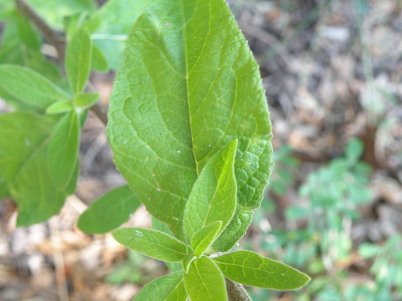 Inula conyzae