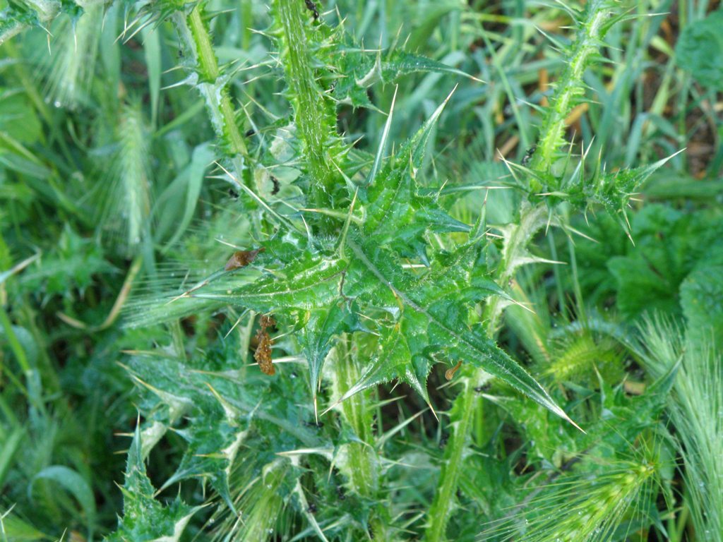 Carduus pycnocephalus / Cardo saettone