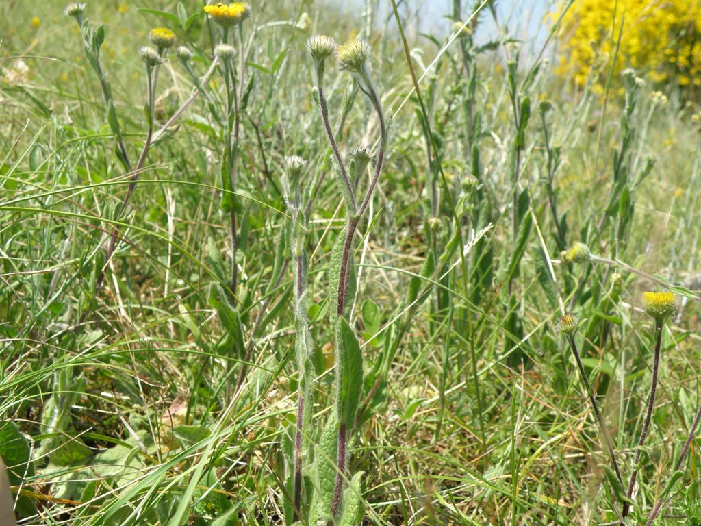 Pulicaria odora / Incensaria odorosa