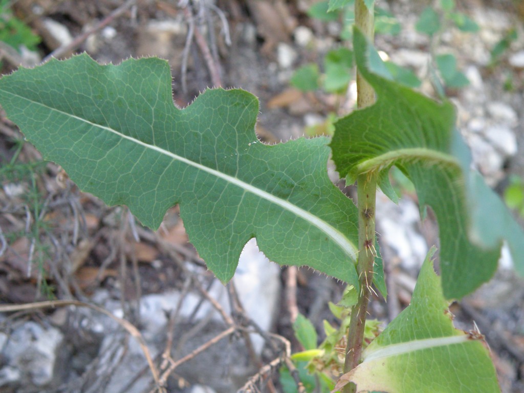 Lactuca sativa subsp. serriola