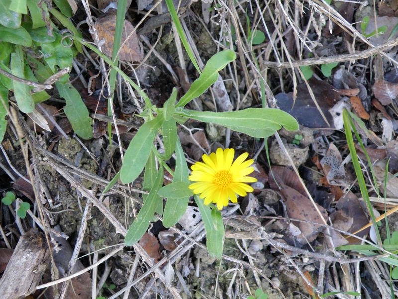 Composita - Calendula arvensis