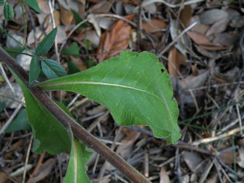 Inula conyzae