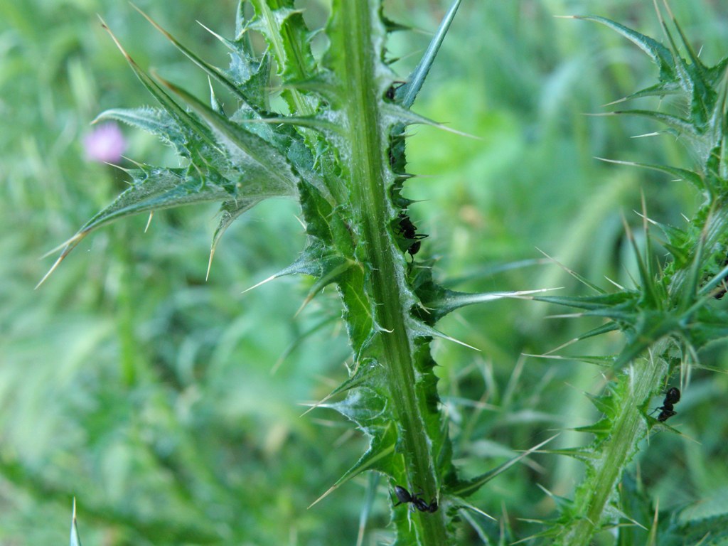 Carduus pycnocephalus / Cardo saettone