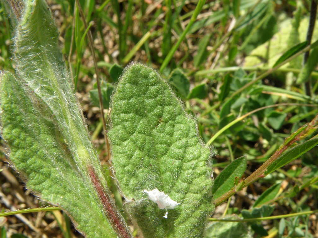 Pulicaria odora / Incensaria odorosa