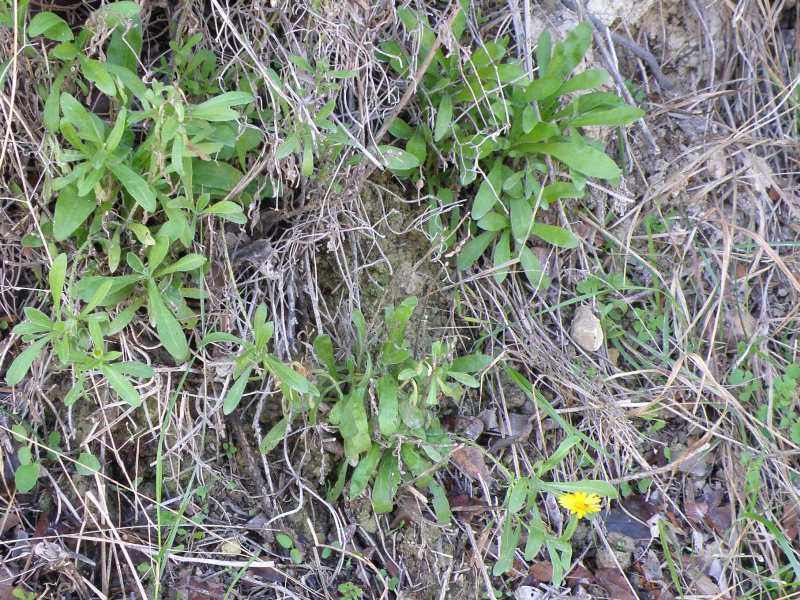 Composita - Calendula arvensis