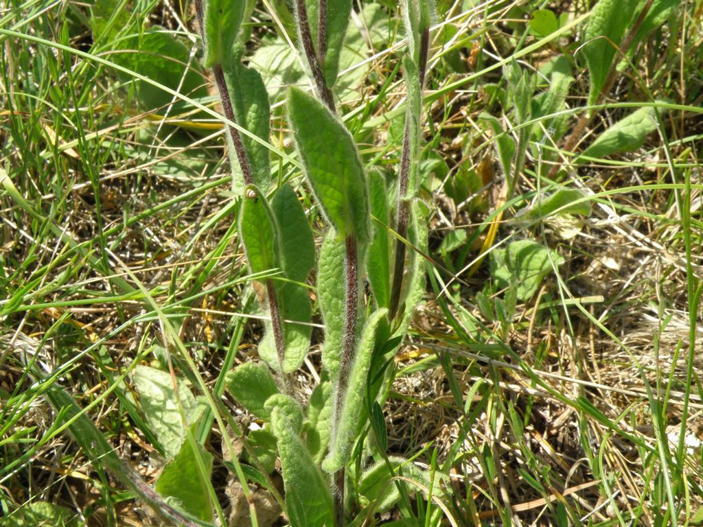 Pulicaria odora / Incensaria odorosa