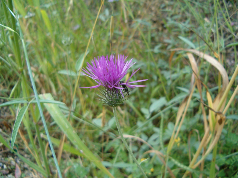 Galactites elegans