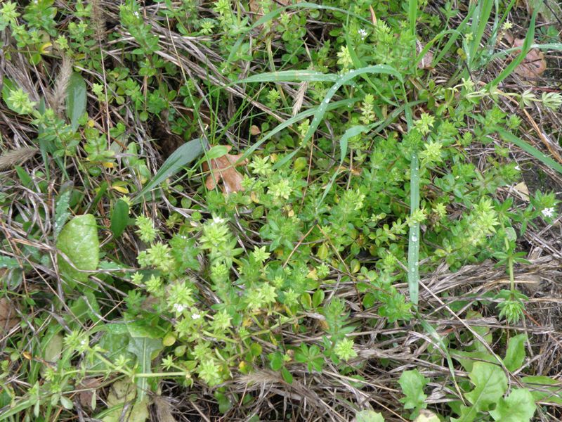 Sherardia arvensis