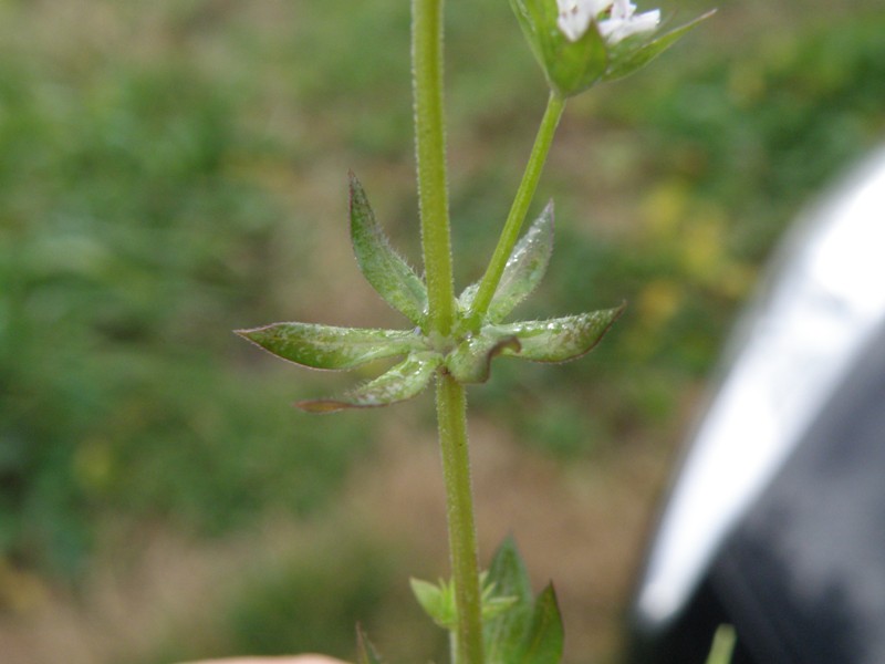 Sherardia arvensis