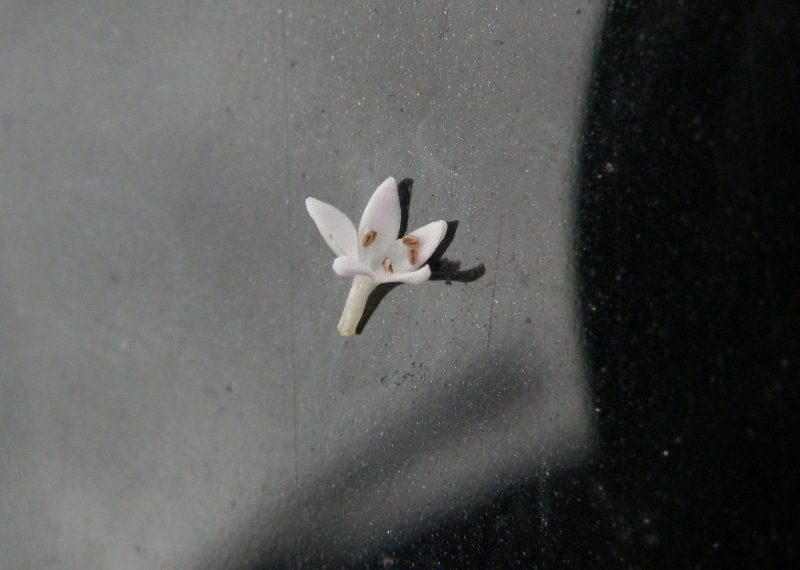 Sherardia arvensis