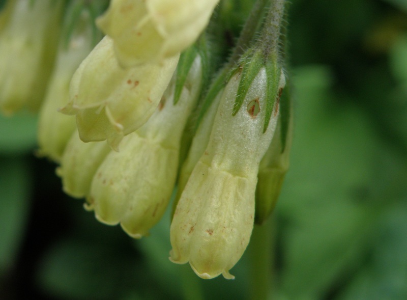 Symphytum tuberosum